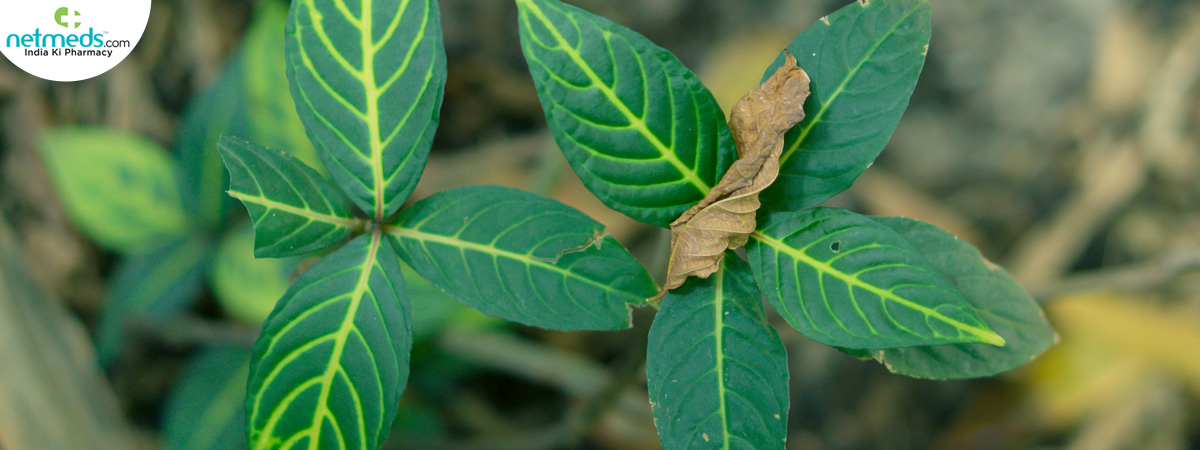 green-leaves_1200x450
