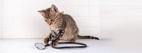 little-tabby_480x180