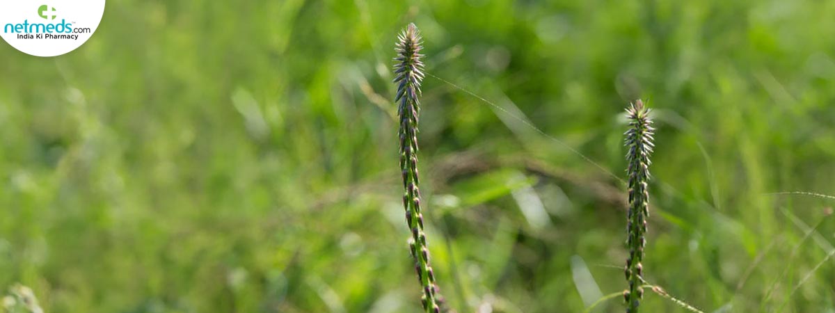apamarga_1200x450