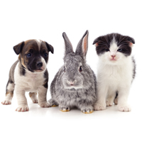 kitten-puppy-rabbit-isolated_200x200