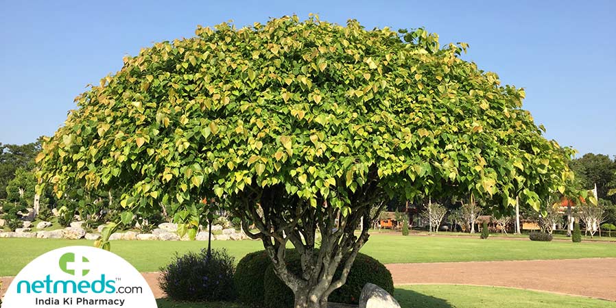 Peepal tree