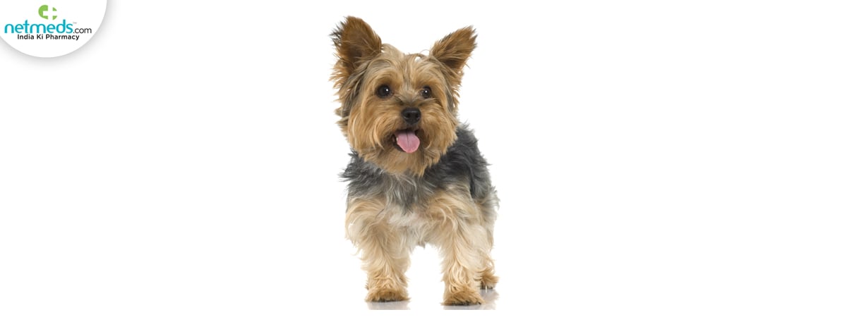 yorkshire-terrier_1200x450