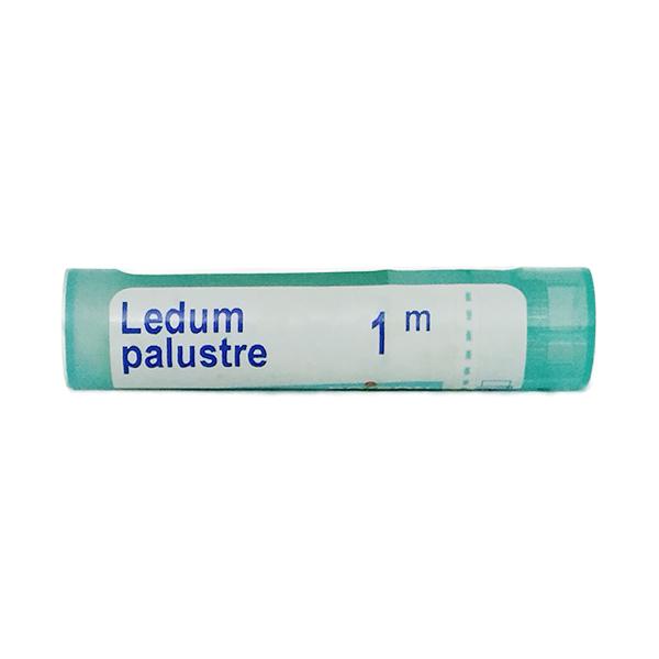 Netmeds | Boiron Ledum Palustre 1M Multi Dose PELLETS 4 GM