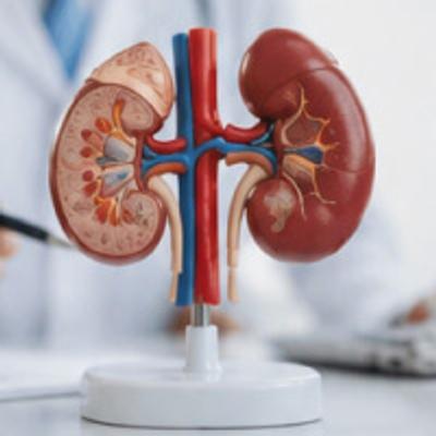 Netmeds - Kidney packages Essential - Kidney Health