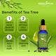 Medo Specia Pure Steam Distilled Essential Oil -Tea Tree Oil 15 ml - Essential Oils
