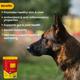 Wiggles Wet Dog Food Chicken Vegetable Gravy Puppy Adult Senior Pets (Pack of 4 x 150gm) 600 gm - Petfood