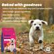 Wiggles Ykibble Puppy Food Dry Small Dogs Starter 900 gm - Petfood