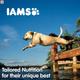 IAMS Proactive Health Adult Dog Food - Large Breed 12000 gm - Petfood