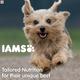 IAMS Proactive Health Smart Puppy Dog Food - Small & Medium Breed 3000 gm - Petfood
