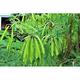 Mesmara Herbal Powder - Shikakai 125 gm - Dry Shampoos & Conditioners