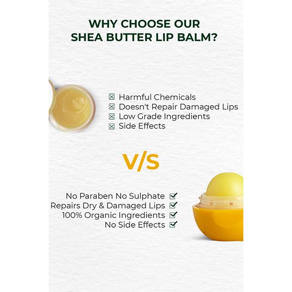 Organic Harvest Shea Butter Lip Balm 8 gm - Lip Balms