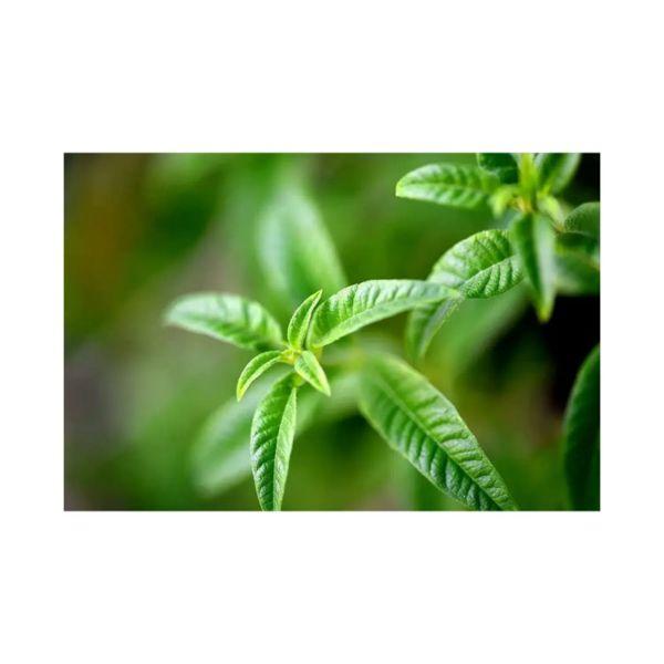 L'Occitane Shea Butter Extra Gentle Soap - Verbena 250 gm - Soaps