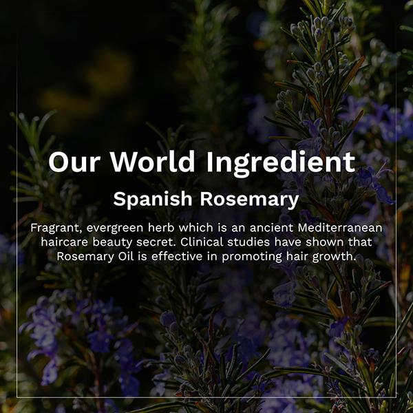 Pilgrim Spanish Rosemary & Biotin Anti-Hairfall Shampoo for Reducing Hair Loss & Breakage 200 ml - Shampoos