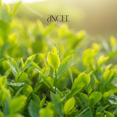 Ancel Green Tea Foaming Face Wash 100 ml - Face Washes