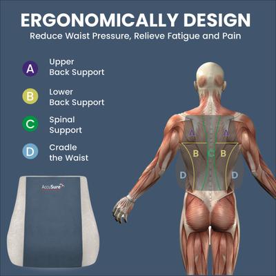 AccuSure Back Rest Chair 1's - Back/Abdomen Supports
