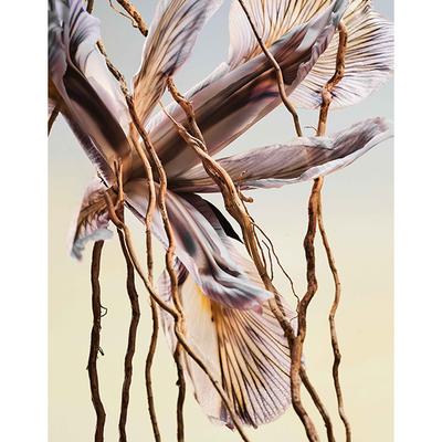 Lalique Satine Eau de Parfum 50 ml - Perfumes (Edt/Edp)