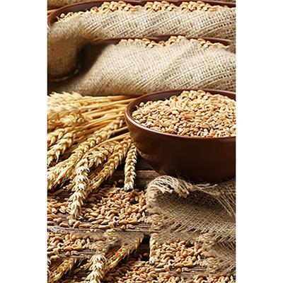 Ogx Thick & Full Biotin & Collagen Conditioner 385 Ml - Conditioners