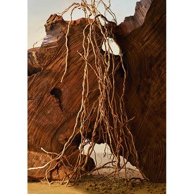 Lalique Satine Eau de Parfum 50 ml - Perfumes (Edt/Edp)