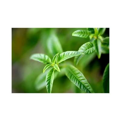 L'Occitane Shea Butter Extra Gentle Soap - Verbena 250 gm - Soaps