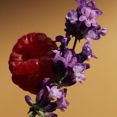 Burberry Goddess Parfum 50 ml - Women Perfumes (Edt/Edp)