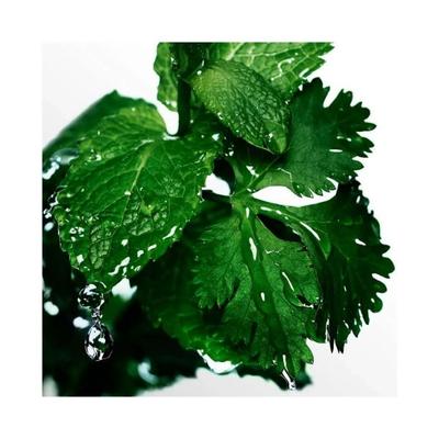 Davidoff Cool Water Eau De Toilette Spray 125 ml - Men Perfumes (Edt/Edp)