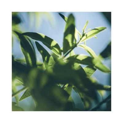 L'Occitane Verbena Shower Gel 250 ml - Shower Gels & Body Wash