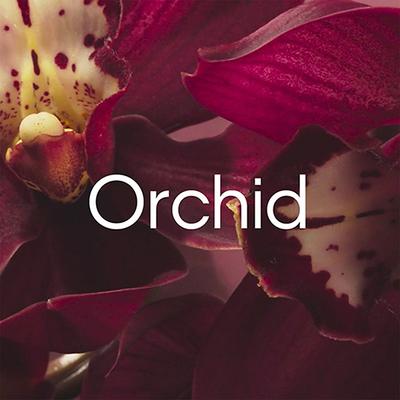 Calvin Klein Euphoria W Edp 100 ml - Women Perfumes (Edt/Edp)