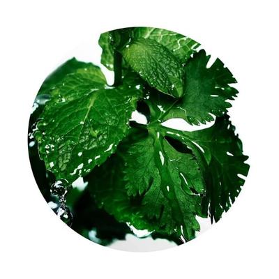 Davidoff Cool Water Eau De Toilette Spray 75 ml - Men Perfumes (Edt/Edp)