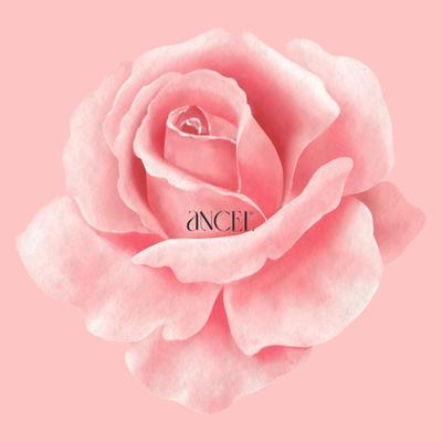 Ancel Himalayan Rose Conditioner 300 ml - Conditioners