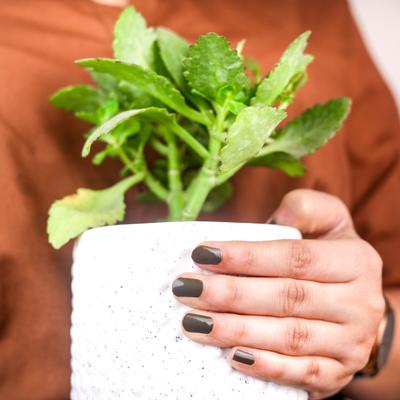 Color Fx Xprss Vegan Nail Enamel - Olive Green (309) 5 ml - Nail Polish