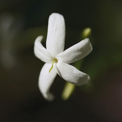 Chloe Nomade Naturelle 75ml - Women Perfumes (Edt/Edp)