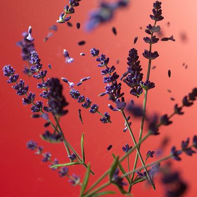 Diesel D Red Eau De Parfum 50 ml - Men Perfumes (Edt/Edp)