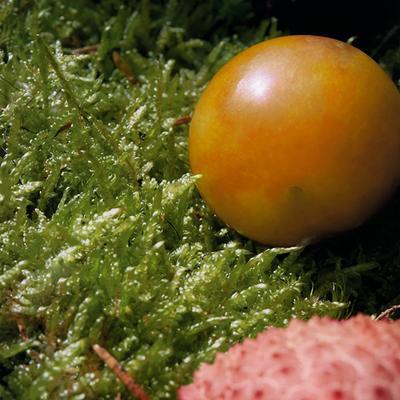 Chloe Nomade Eau de Toilette 75 ml - Women Perfumes (Edt/Edp)