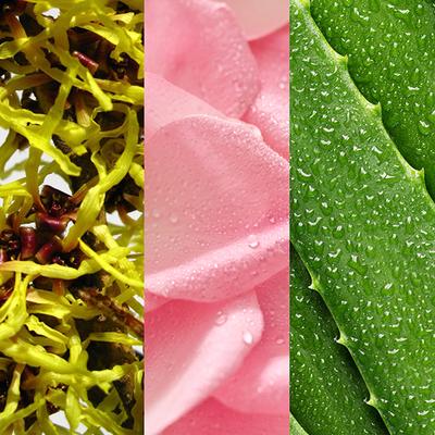 Mario Badescu Witch Hazel & Rosewater Toner 236 ml - Toners