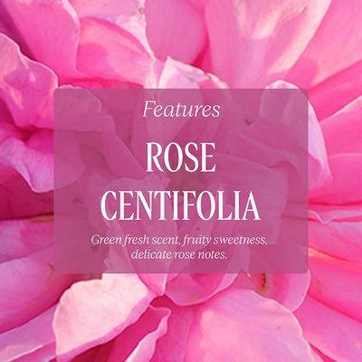 L'Occitane Rose Shower Gel 75 ml - Shower Gels & Body Wash