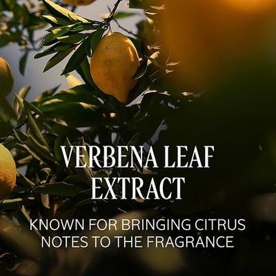 L'Occitane Citrus Verbena Fresh Milk 250 ml - Lotions & Creams