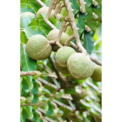 Ogx Hydrate & Defrizz Kukui Oil Shampoo 385 Ml - Shampoos