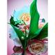 Bvlgari Rose Goldea Blossom Delight Eau de Parfum 75 ml - Perfumes (Edt/Edp)