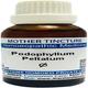 SBL Podophyllum Peltatum Q Liquid 30 ml - Mother Tincture