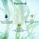 Biotique Anti Hair Fall Shampoo - Ocean Kelp 120 ml - Shampoos