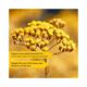 L'Occitane Immortelle Precious Light Cream Spf 20 50 ml - Face Creams