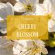 L'Occitane Cherry Blossom Bath Soap 50 gm - Shower Gels & Body Wash