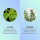 Hask Tea Tree Oil and Rosemary 5 In 1 Leave In Spray 175 ml - Hair Sprays & Mists