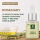 Organic Harvest Rosemary Essential Oil 30 ml - Essential Oils
