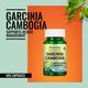 Morpheme Remedies Garcinia Cambogia Veg Capsule 60's - Herbal Dietary Supplement