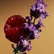 Burberry Goddess Parfum 10 ml - Women Perfumes (Edt/Edp)