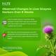 INLIFE Milk Thistle 800 mg Vegetarian Capsule 120's - Vital Health