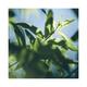 L'Occitane Verbena Shower Gel 250 ml - Shower Gels & Body Wash