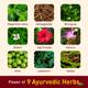 Navratna Ayurvedic Cool Oil 500 ml - Hair Oils