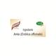Swadeshi Amalki Rasayan Powder 100 gm - Speciality Medicines